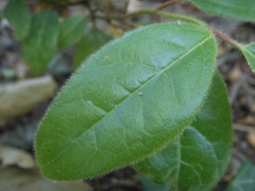 Viburnum tinus